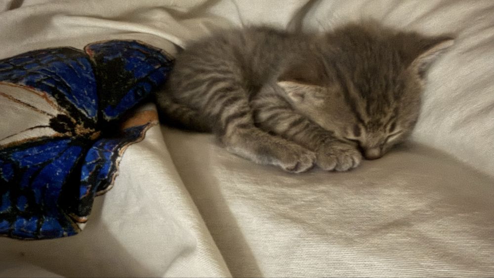 Котенок мальчик, 1 месяц