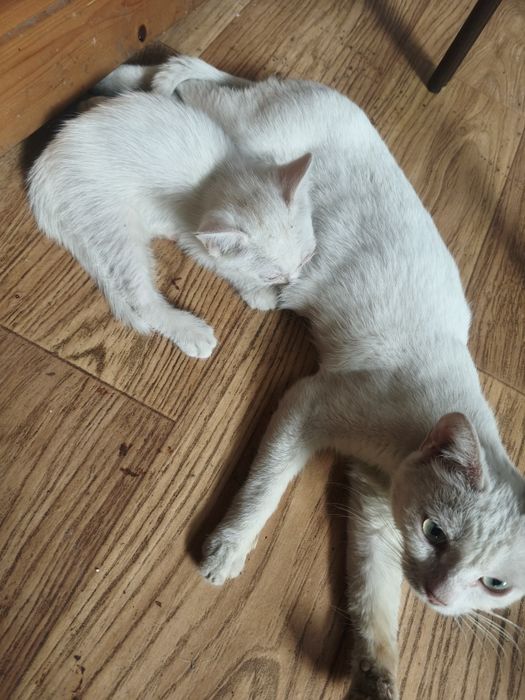 Отдам котят и взрослых кошек