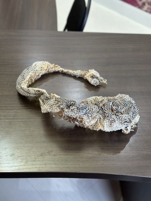 Выползки змеи, шкура змеи