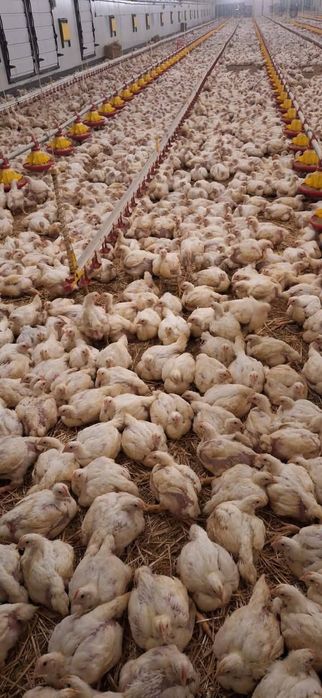 Pui alb si pui rasa mixta- rațe