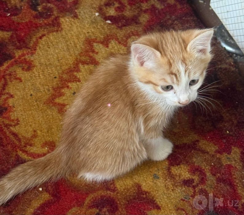 Отдам котят в добрые руки!