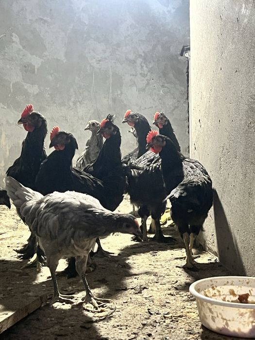 Qora shag’zoda xo’roz va tovuqlar