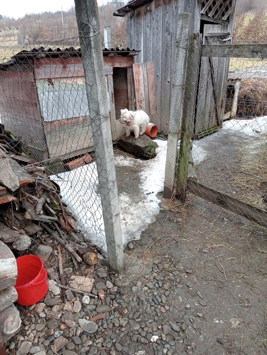 Ofer bișon schimbă locația