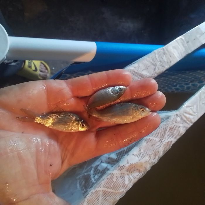 Продам малька  карп , сазан, амур, 220 тг, 1 штука ,