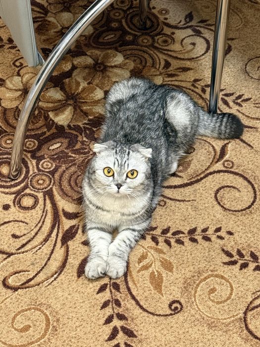 Продается кошечка.