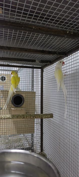 Ajerella sotiladi 1 par mutant,1 par kremeno ishlagan rabochchi parala