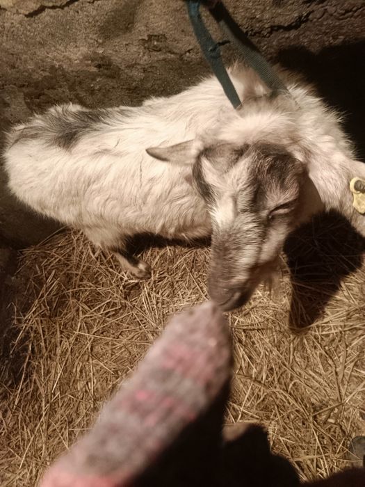 Продам козу дойная