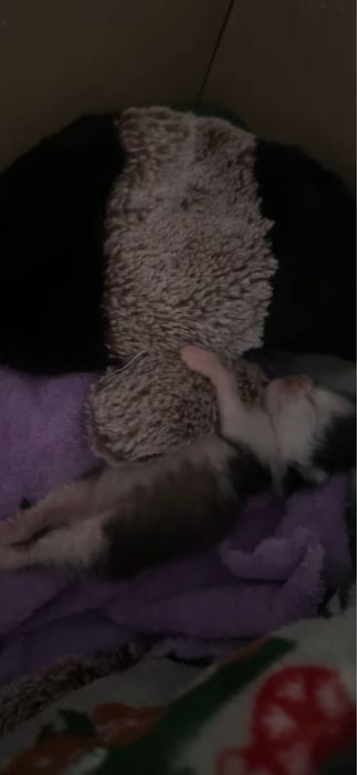 Котенокдевочка