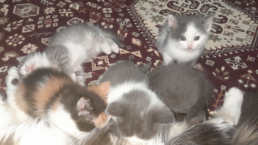 Котята бесплатно/ Марғаулар тегін