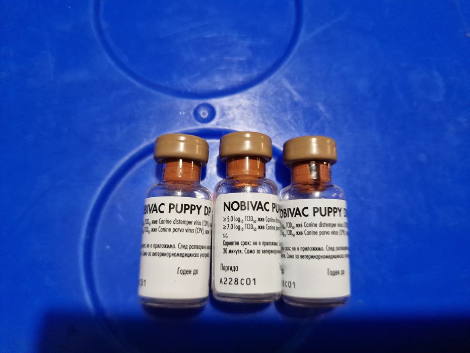 Подарявам ваксинирани кученца