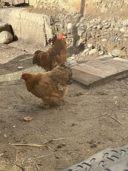 Тауықтар сатылады.