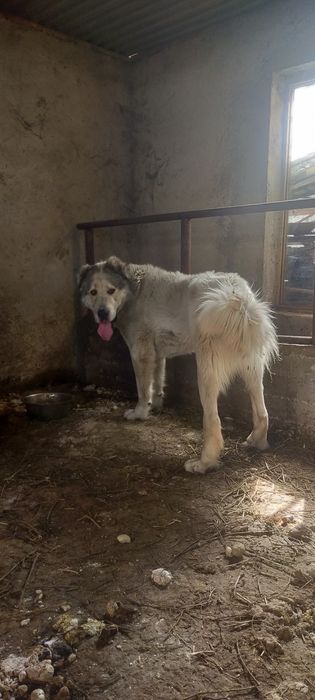 Продам кобеля алабай молодой полтора года