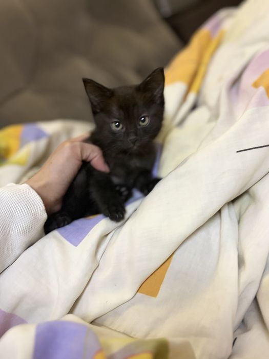 Отдам котят в добрые руки
