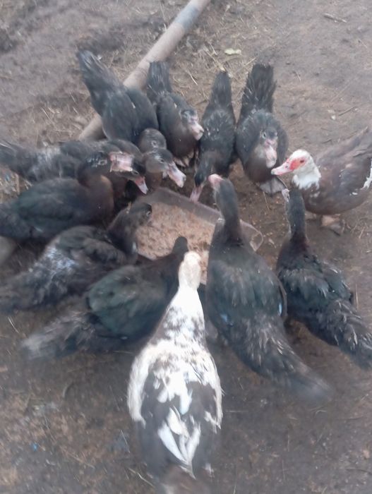 Продаю индоуток !!!молодых