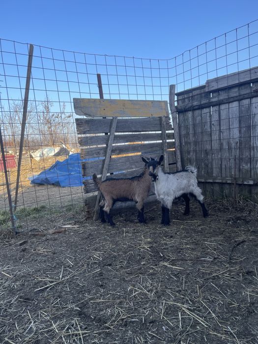 Vand 2 iede de 2 lhni