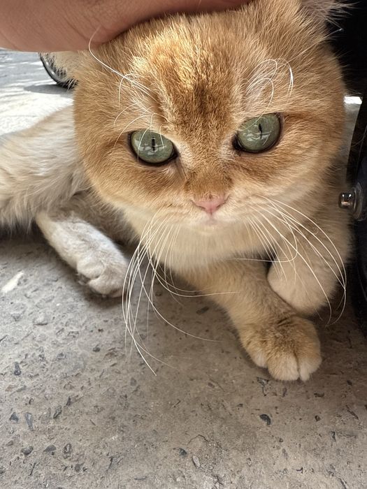 Кошка шиншиллааа