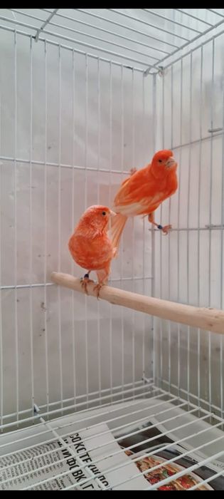 Канарейки ( кэнар )