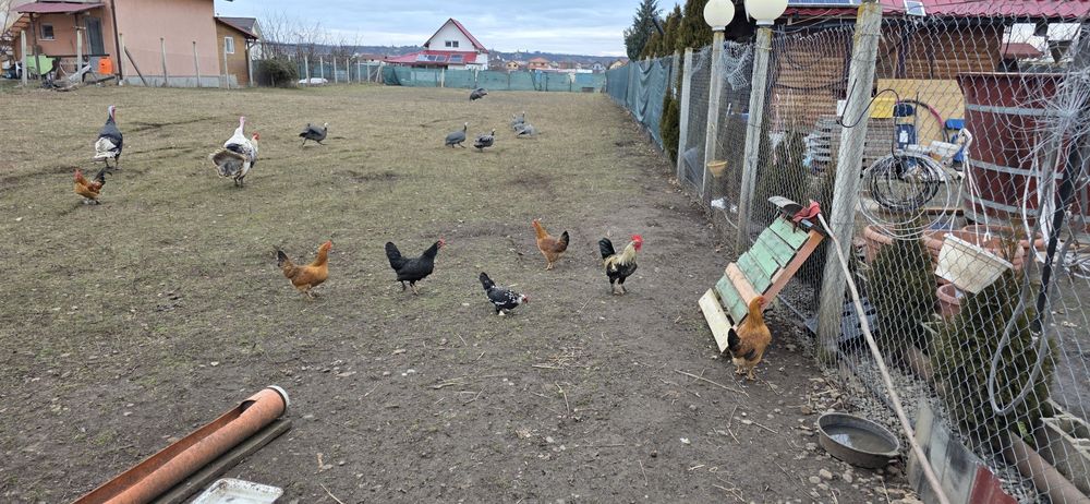 Cocosi australop alb negru liliputi fazani