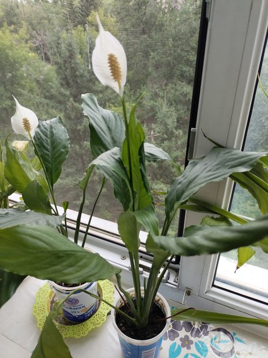 Продам цветы красивые