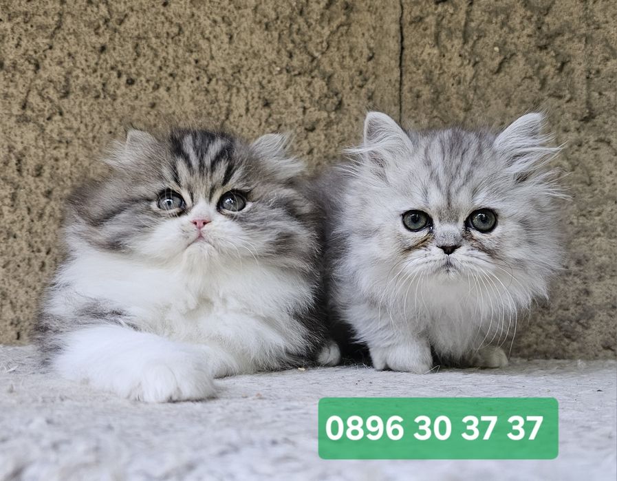 Персийски котенца