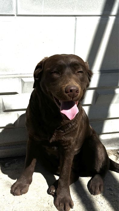 Собака лабрадор в хорошие руки