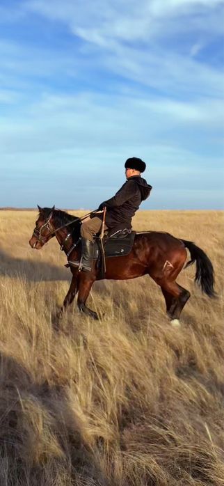 Айгыр жорга карабайыр