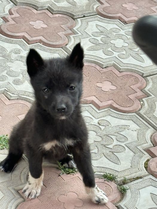чистокровные щенки лайки