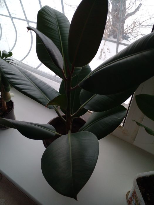 Комнатные растения - цветы