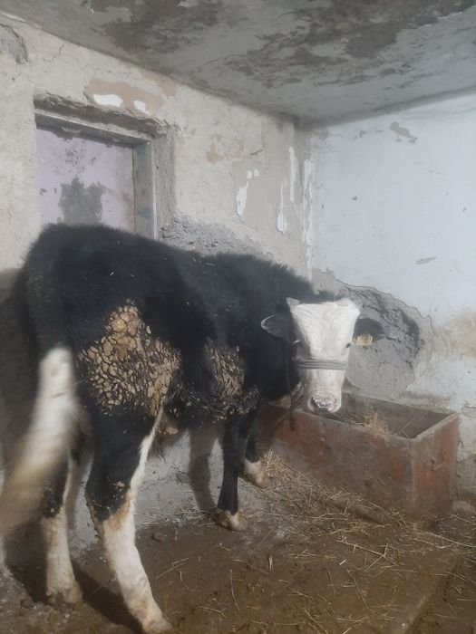 Продам пыков хорошой породы