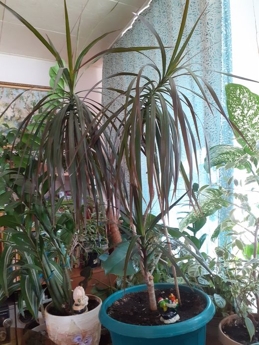 Цветы для офиса в горшках.Разных размеров нужно смотреть.