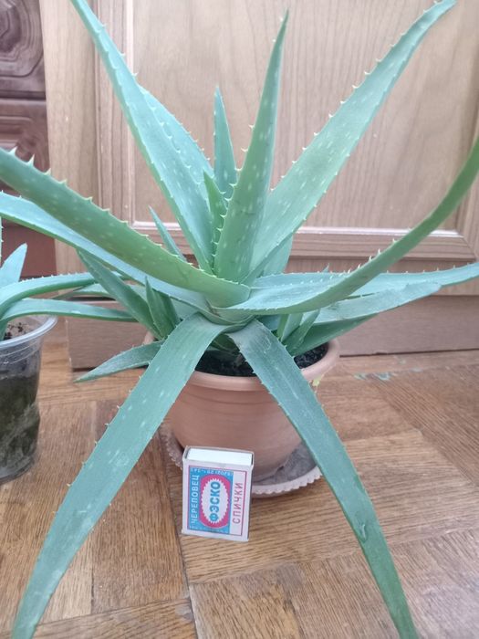 Продам Алоэ-вера