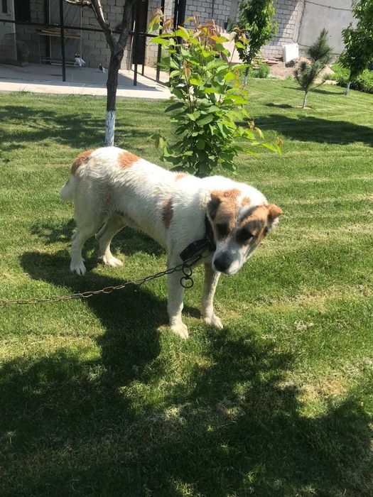 Алабай, Среднеазиатская овчарка