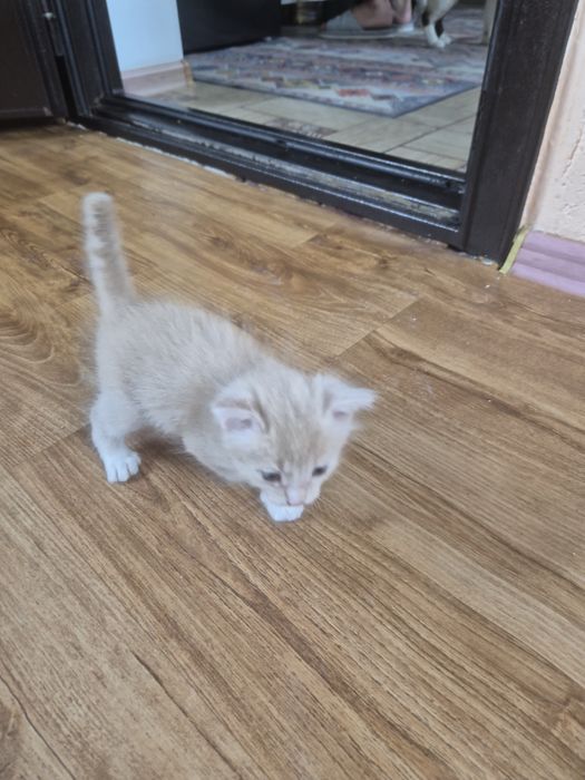 Котёнок ищет заботливых хозяев