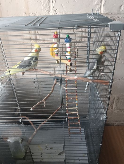 Две особи Кореллы девочка и мальчик