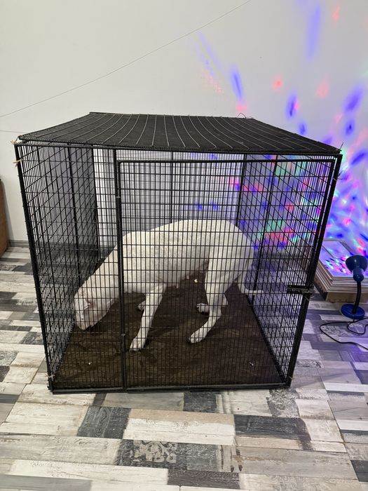 Vând urgent cuşca transport animale