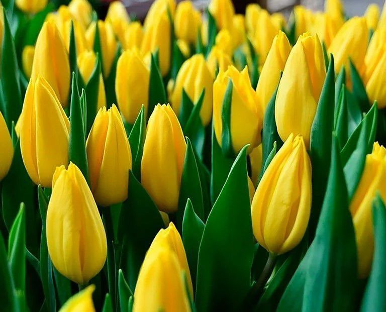 Тюльпаны предзаказ до 25 февраля