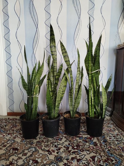 Xonaki va dekorativ gullar.