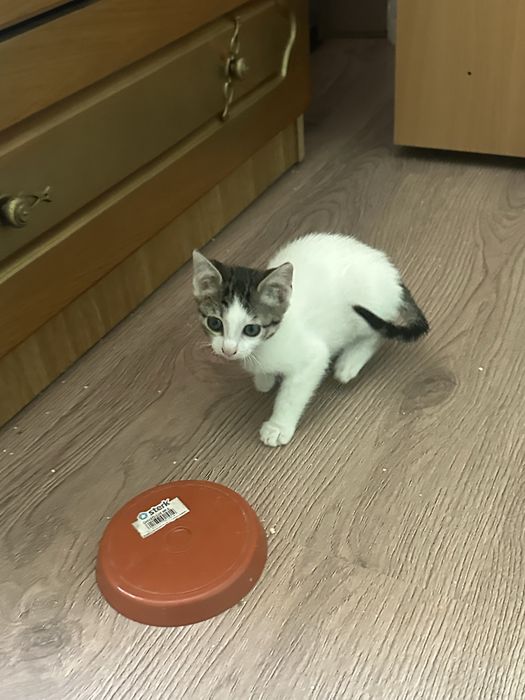 Ofer spre adoptie doi pisicuti de apoximativ 2 luni. Pisicutii mananca singuri si merg la litiera.