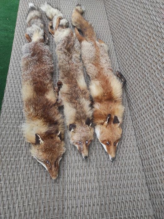 Лисица естествена кожа, яка 3 броя