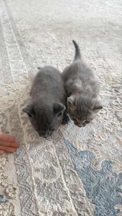 Отдам котят за плитку шоколадки ,