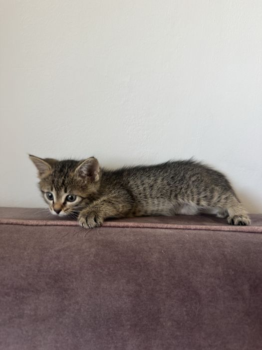 Котенок девочка очень игривая
