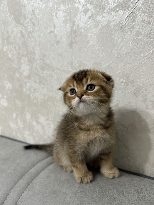 Продаются чистокровные котята вислоухая золотая шиншилла, страйд, фолд