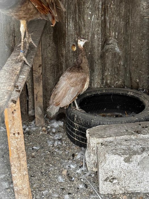 pauni pui si maturi de vanzare