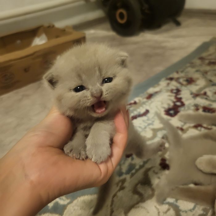 Котятки бриташки