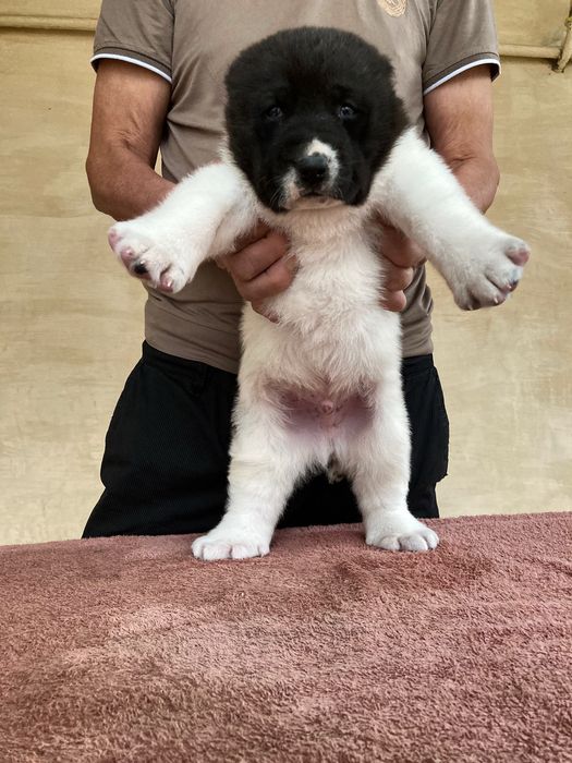 Щенок ( Туркменского Алабая ) чистокровный !