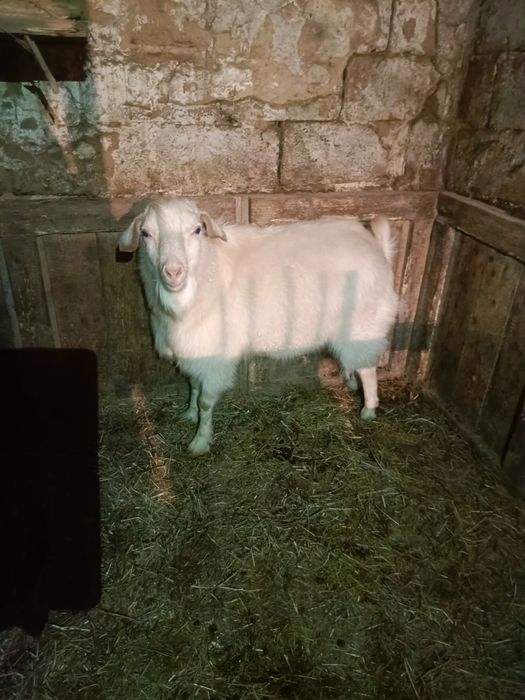 Козел 1год продам