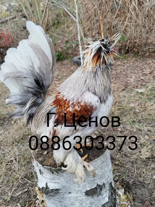 Продавам  джинки струмски бантам