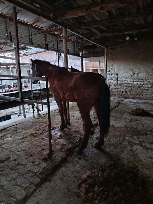 Moda baytal sotiladi