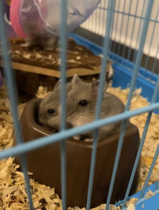 Hamsteri pitici