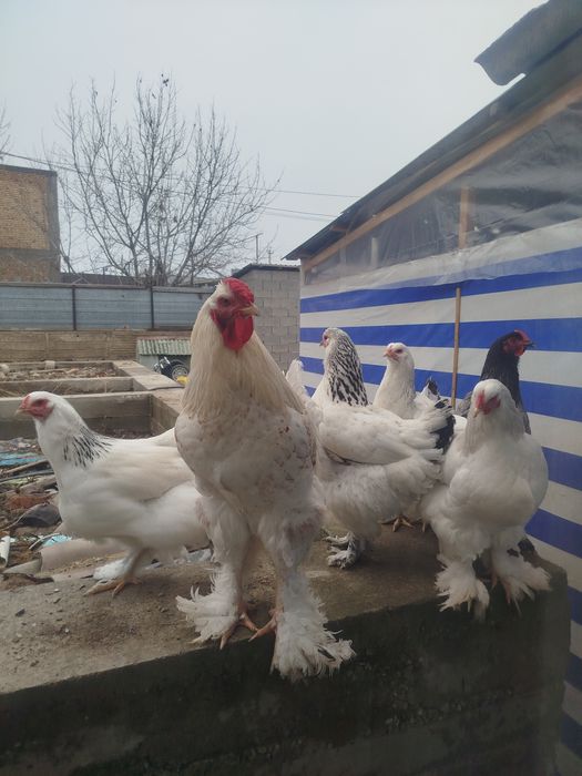 Продаются брама . Возраст 9 месяцев